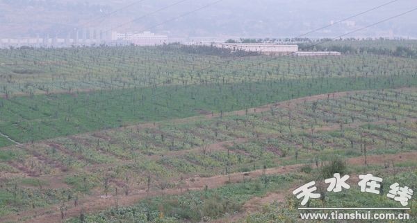 魏家塬千畝蘋果示范基地.jpg