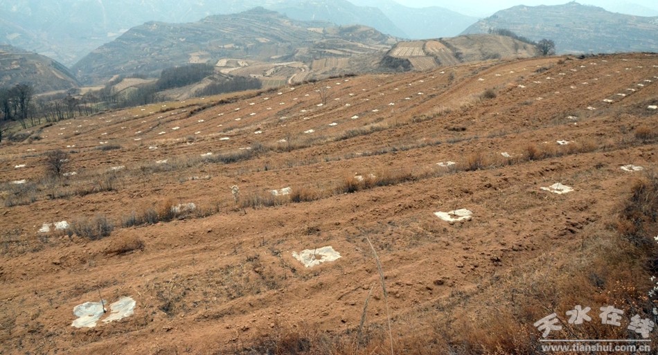 豐望鄉(xiāng)廟山頂核桃示范園 (2).jpg