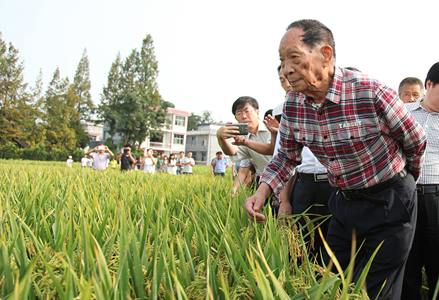 資料圖 “雜交水稻之父”袁隆平考察某地超級稻的生長情況
