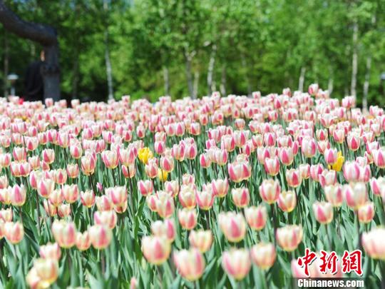 今年長春公園內(nèi)郁金香種植數(shù)量大幅增加,新栽植面積12000余平方米,共計80多個品種。 劉棟 攝