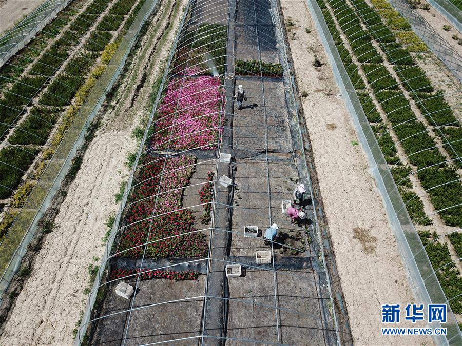(新華全媒頭條·走向我們的小康生活·圖文互動)(1)“苦甲”不再,“甘味”綿長——脫貧攻堅(jiān)的甘肅味道