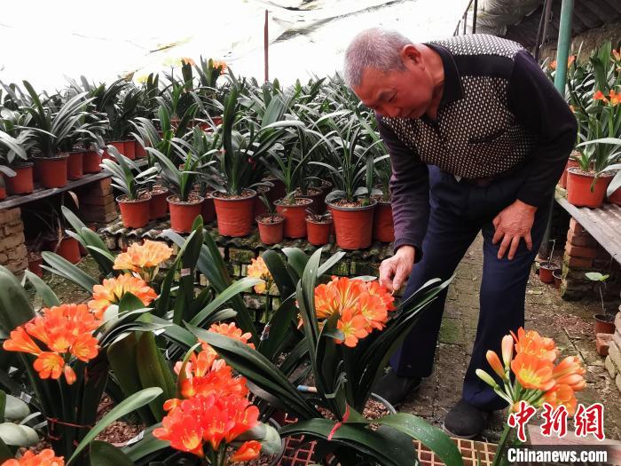 【十年@每一個奮斗的你】自學花卉種植河北任丘65歲老人打造“君子蘭花園”